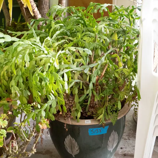 Christmas cactus in large glazed planter