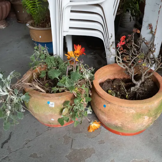 gerbera and geraniums in 2 terracotta planters - blue dots