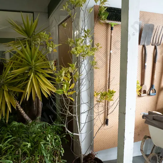 unknown tree in glazed planter