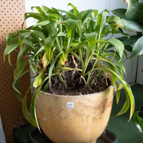 renga-renga lilies in terracotta planter