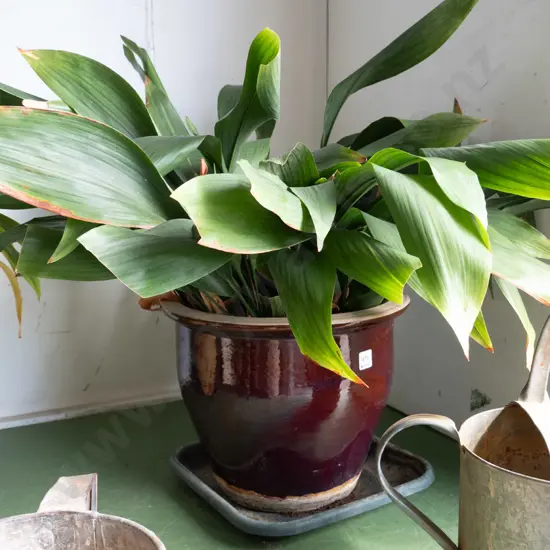 peace lily in large glazed planter