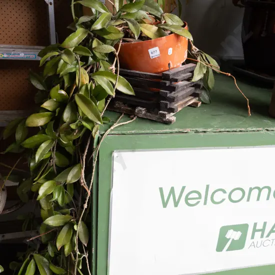 carnosa in plastic planter