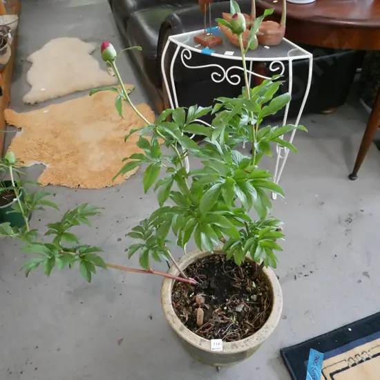 potted red peony in glazed planter