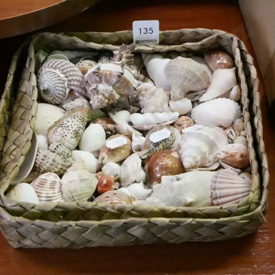 tray of seashells