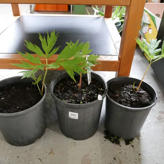 3x potted yellow tree peonies