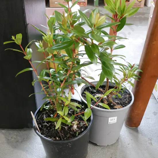 2x potted pohutakawa