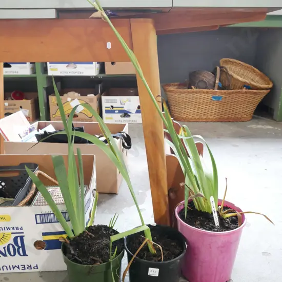3x potted irises