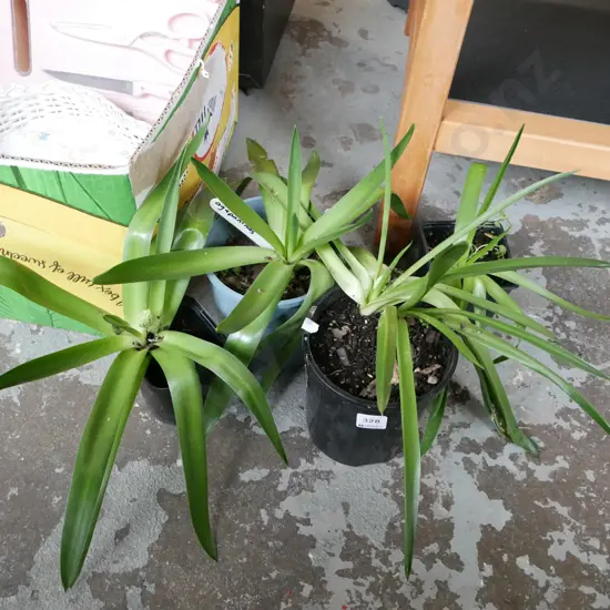 4x potted agapanthus