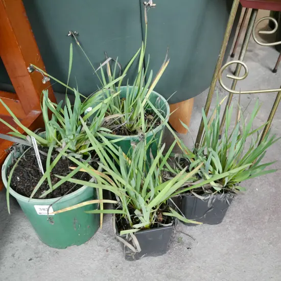 4x potted yellow eyed grasses