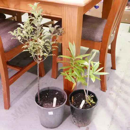 potted koro, potted hebe