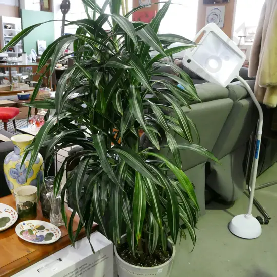 potted dracaena fragrans Plant H-1400
