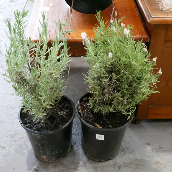 2x potted lavenders