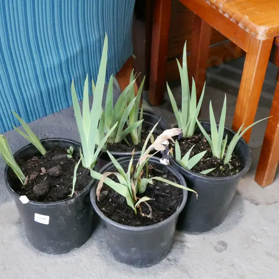 4x potted mini purple irises