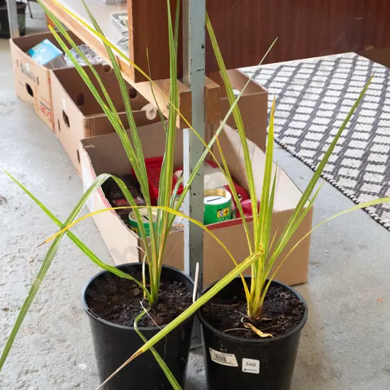 2x potted cabbage trees