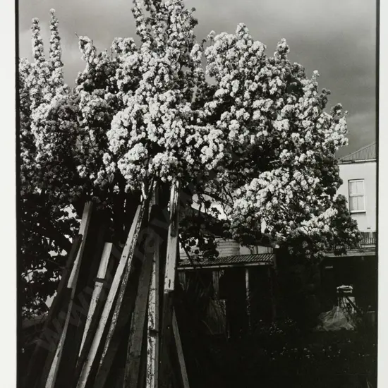 Matheson Beaumont - unframed photograph - wood and blossom H-320 W-215