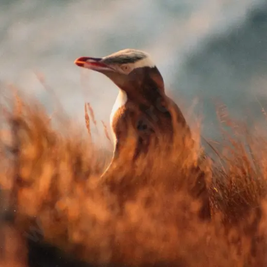 Peter MacDonald 1987 - framed photograph "Yellow eye penguin, Sandfly Bay" H-280 W-190