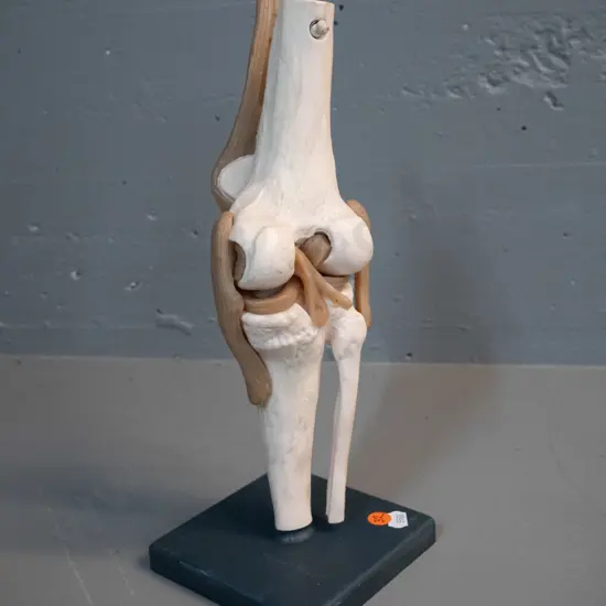 plastic anatomical display model of a knee H-300 Base 120 x 120