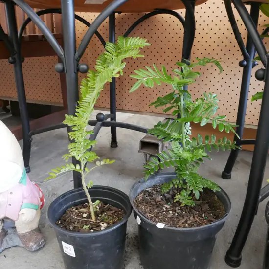 2x potted kakas beaks