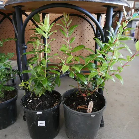 2x potted pohutakawa