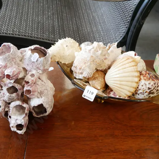 seashells, amber glass bowl