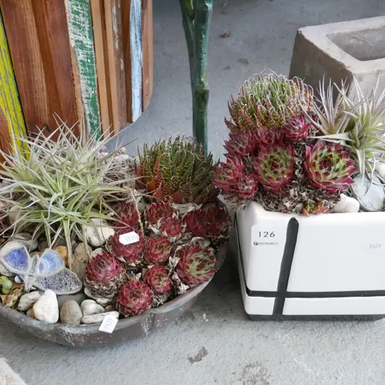 2x potted succulents