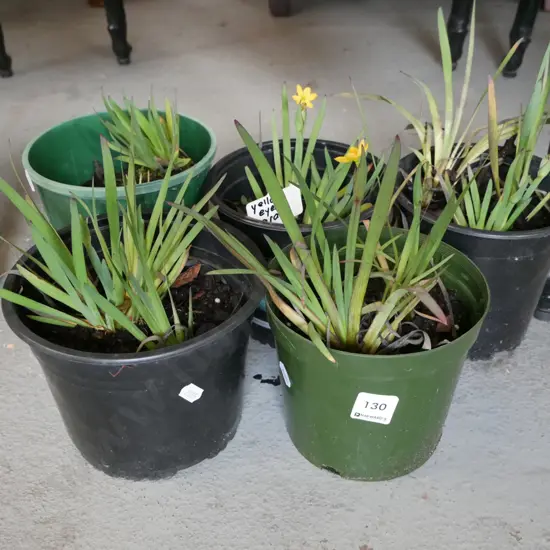 potted yellow eyed grasses 