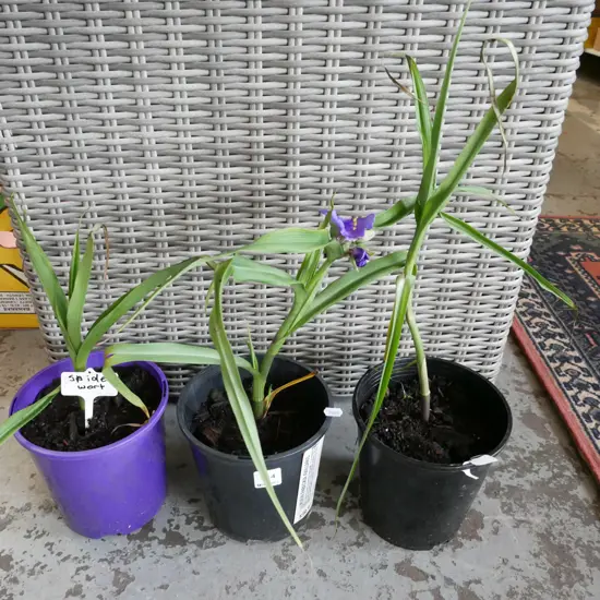 3x potted spider worts