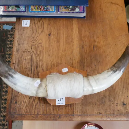 small pair of animal horns L-400