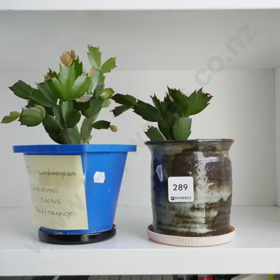 2x potted Xmas cacti