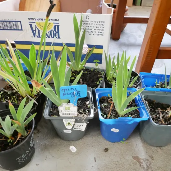 assorted mini irises