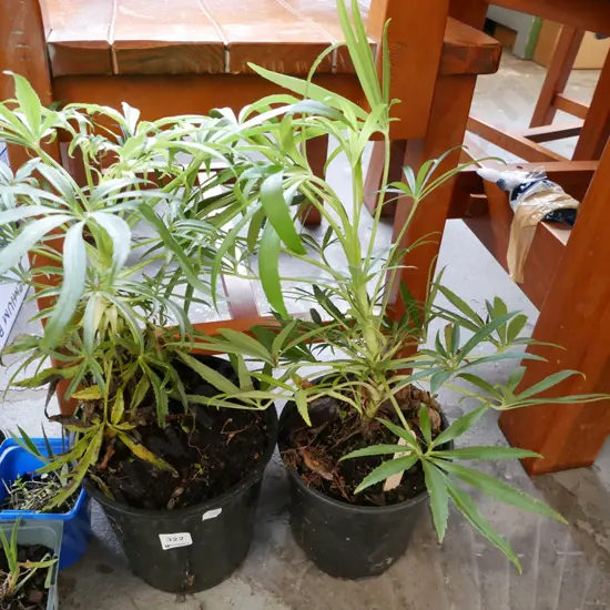 2x potted hellebores