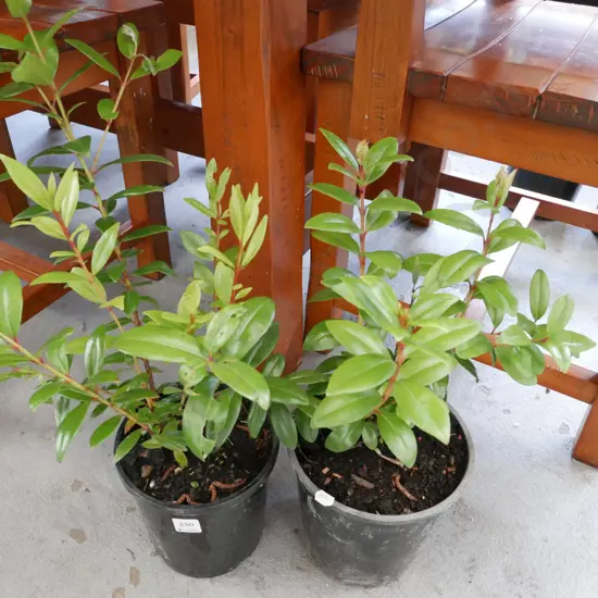 2 x potted pohutakawa