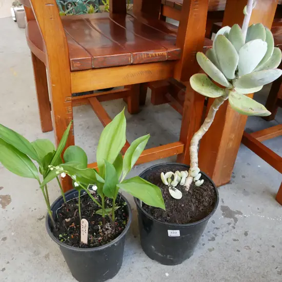 pottled lilly of the valley & potted succulent