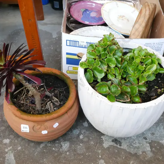 terracotta pot with succulent & white painted garden planter & plants