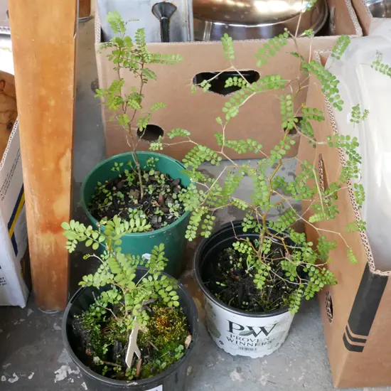 3x potted kowhai