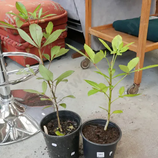 2x potted pseudopanax