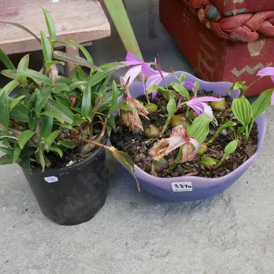2x potted pleione orchids