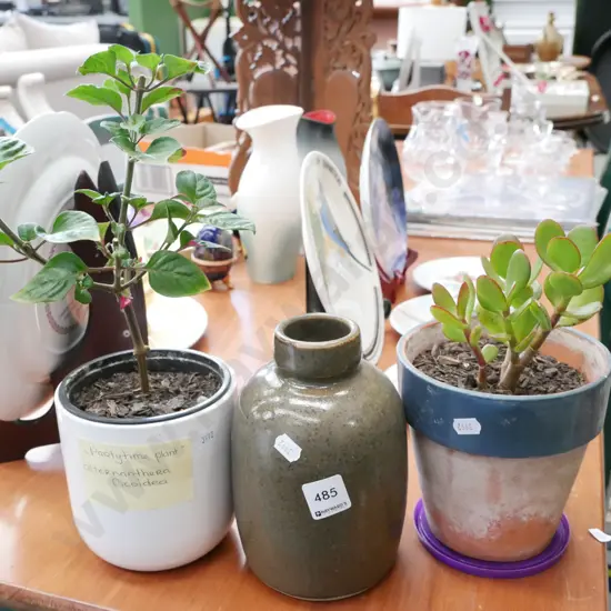 potted succulent, potted partytime plant, pottery vase