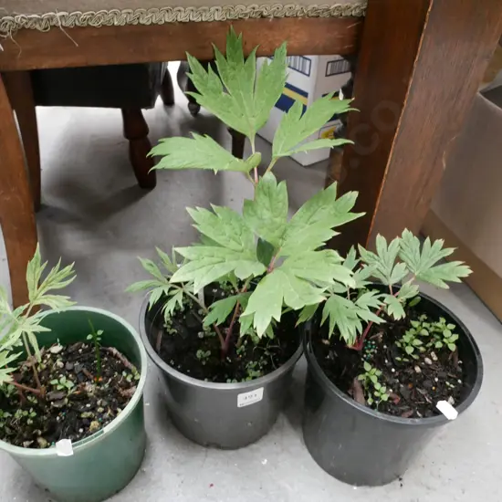 3x potted yellow tree peonies