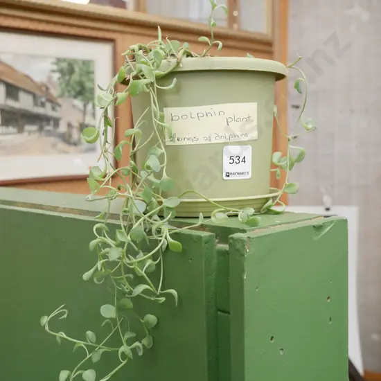 indoor dolphin plant