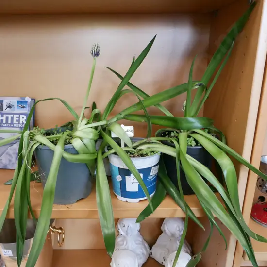 4x potted agapanthus