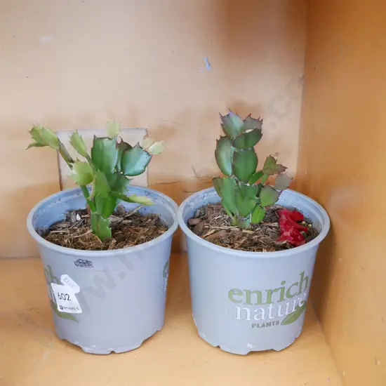 2x potted succulents