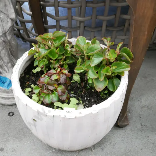 garden planter and plants
