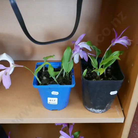 2x potted pink pleiones 