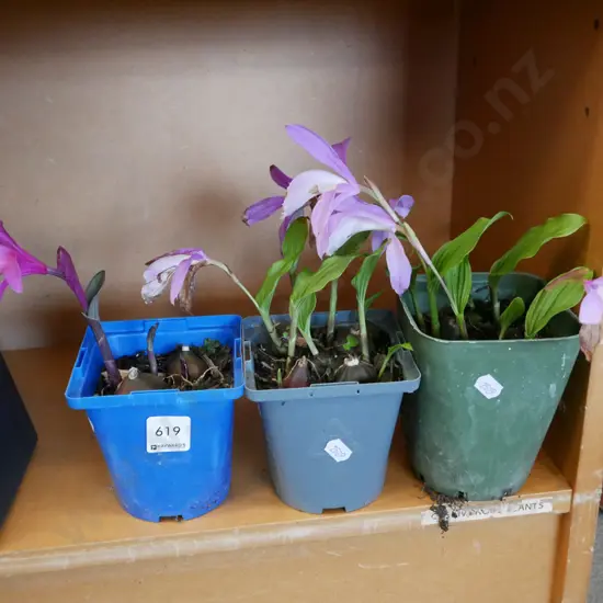3 x potted pleione orchids