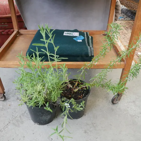 potted lavender, potted rosemary