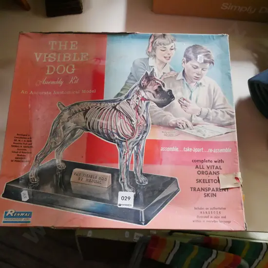 yet to be assembled visible anatomical dog model