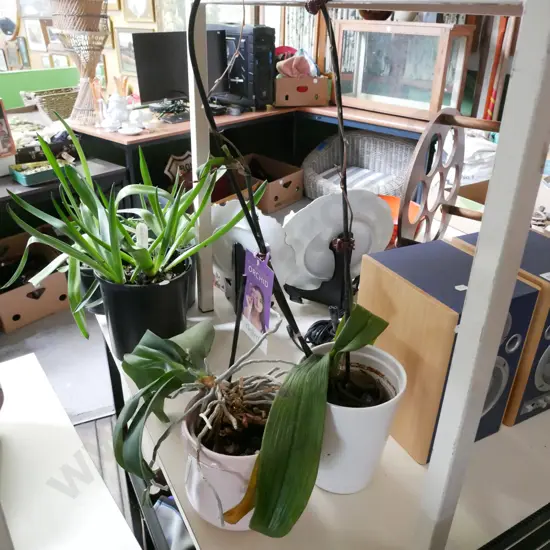 2x potted orchids - 1 needs attention