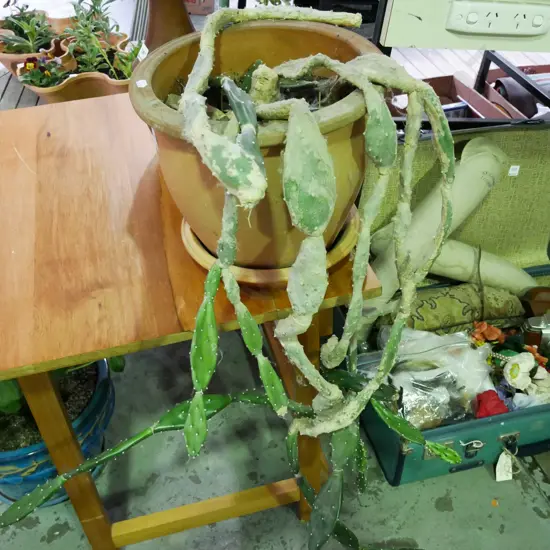 cactus in terracotta planter