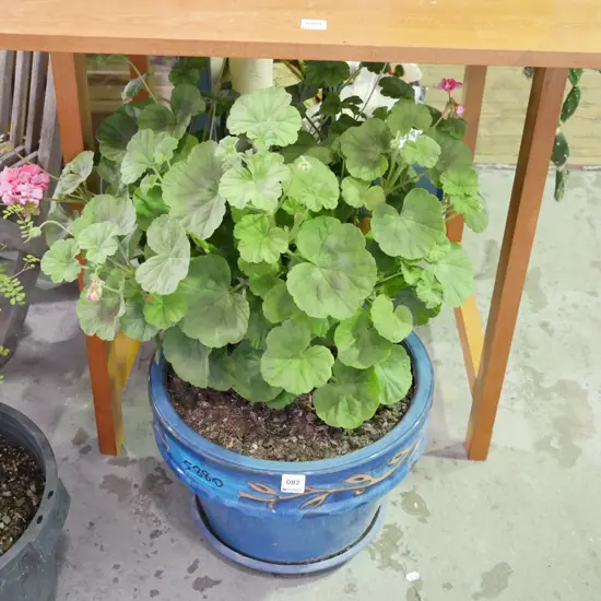 geranium in blue glazed planter